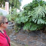 philodendron