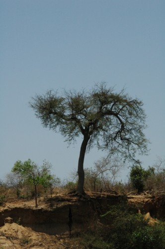 Baum an den Steilklippen