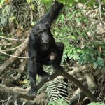 Schimpansen Baboon Island
