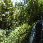 Im Regenwald neben einem Wasserfall