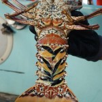 Lobster Bauch