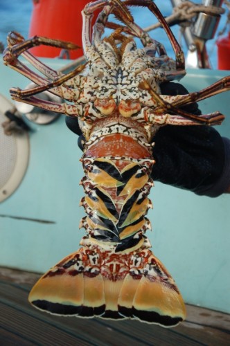 Lobster Bauch