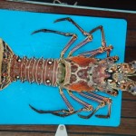 Lobster von oben