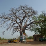Gambia Affenbrotbaum
