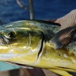 Atlantiküberquerung Mahi Mahi