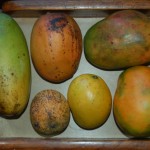 Mangosorten Grenada